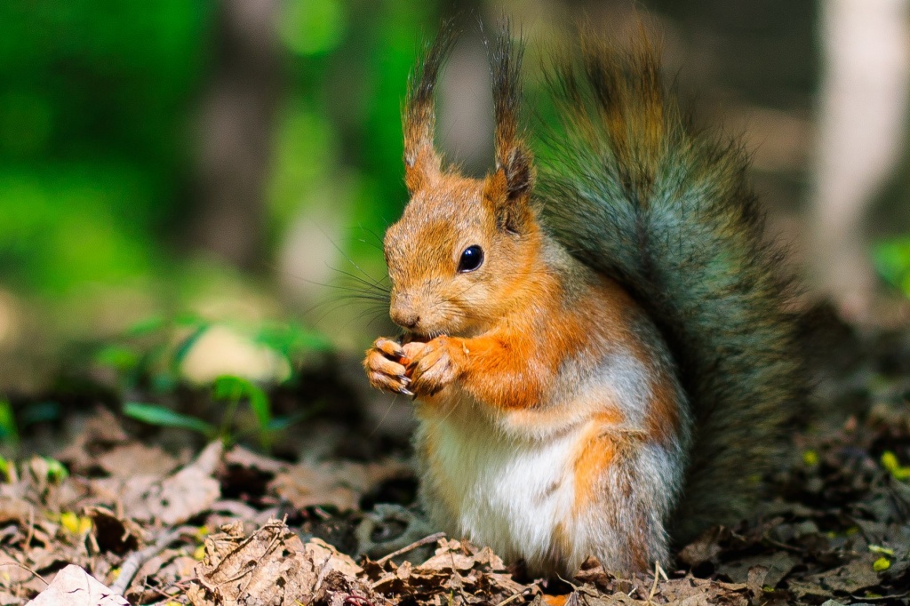 Любительница орешков Любительница орешков
